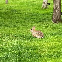 Zrugg ufem Campeggio grad no de Oschterhaas gseh😉