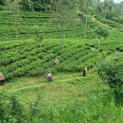 Picking tea leaves