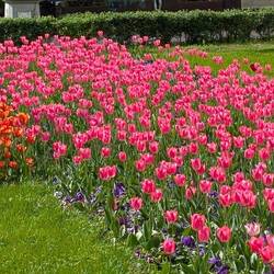 So viel grün, so viele Tulpen