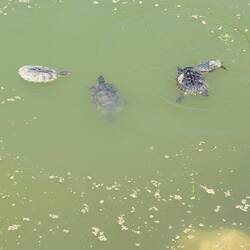 Wasserschildkröten im Museumsteich