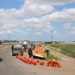 Orangen, sehr saftig und gut.
