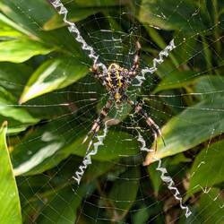 Seit gestern sehen wir nur noch Spinnen😵‍💫🫣