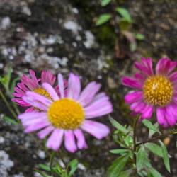 Just some flowers for Violet