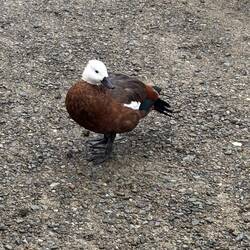 A paradise shelduck, found throughout NZ, asking for some handouts