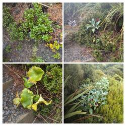 Local flora & fauna