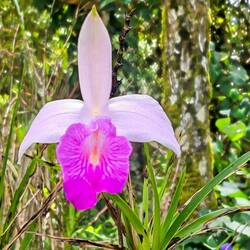Beautiful flowers were everywhere in Kinabalu Park.
