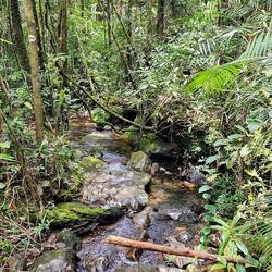 The rainforest in Kinabalu Park.