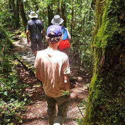 The trail through the rainforest at Kinabalu Park.