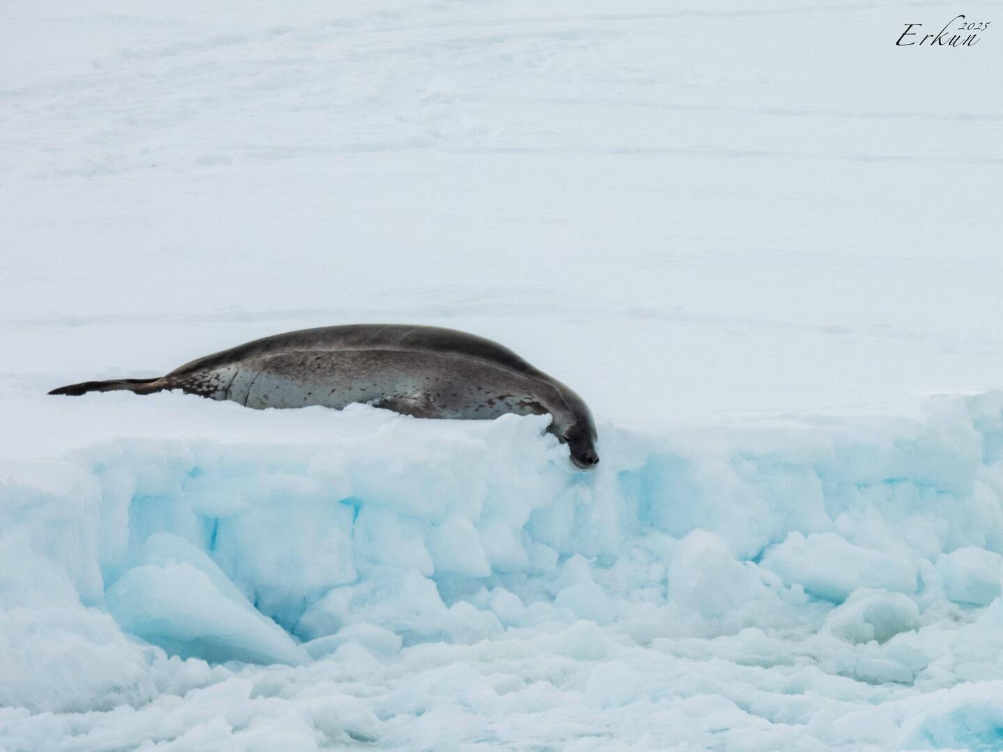 Crabeater seal lazing on an ice floe — Weddell Sea, Antarctica.