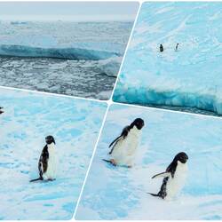 Two Adelie penguins molting on an iceberg — Weddell Sea, Antarctica.