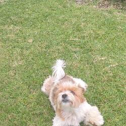 Irene's little doggy
