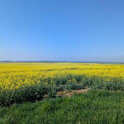 Raps soweit das Auge reicht