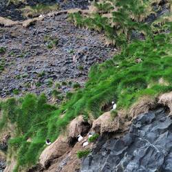 Le pulcinelle di maree