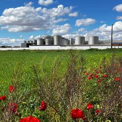 Überall diese Weinfabriken