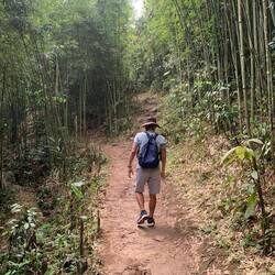 dans la forêt de bambous