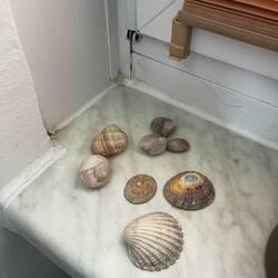 Ein paar Mitbringsel für Zuhause gesammelt🥰🐚