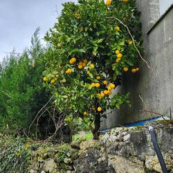 Narangas. Stephen let's get zomos!