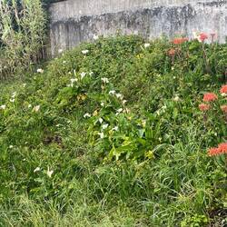 Chemin fleuri