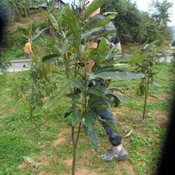 Cinnamomum iners, cannellier (jeune plant)