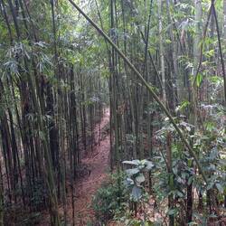 dans la forêt de bambous