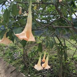 datura