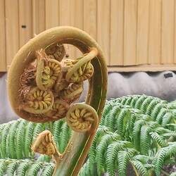 crosse de fougère arborescente