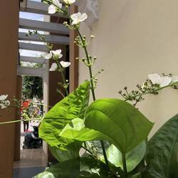 Aquarius cordifolius