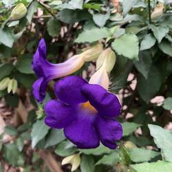 Thunbergia erecta