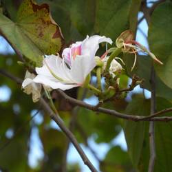 Bauhinia variegata arbre à orchidées