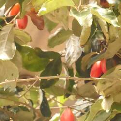 Eleagnus latifolia chalef à large feuilles