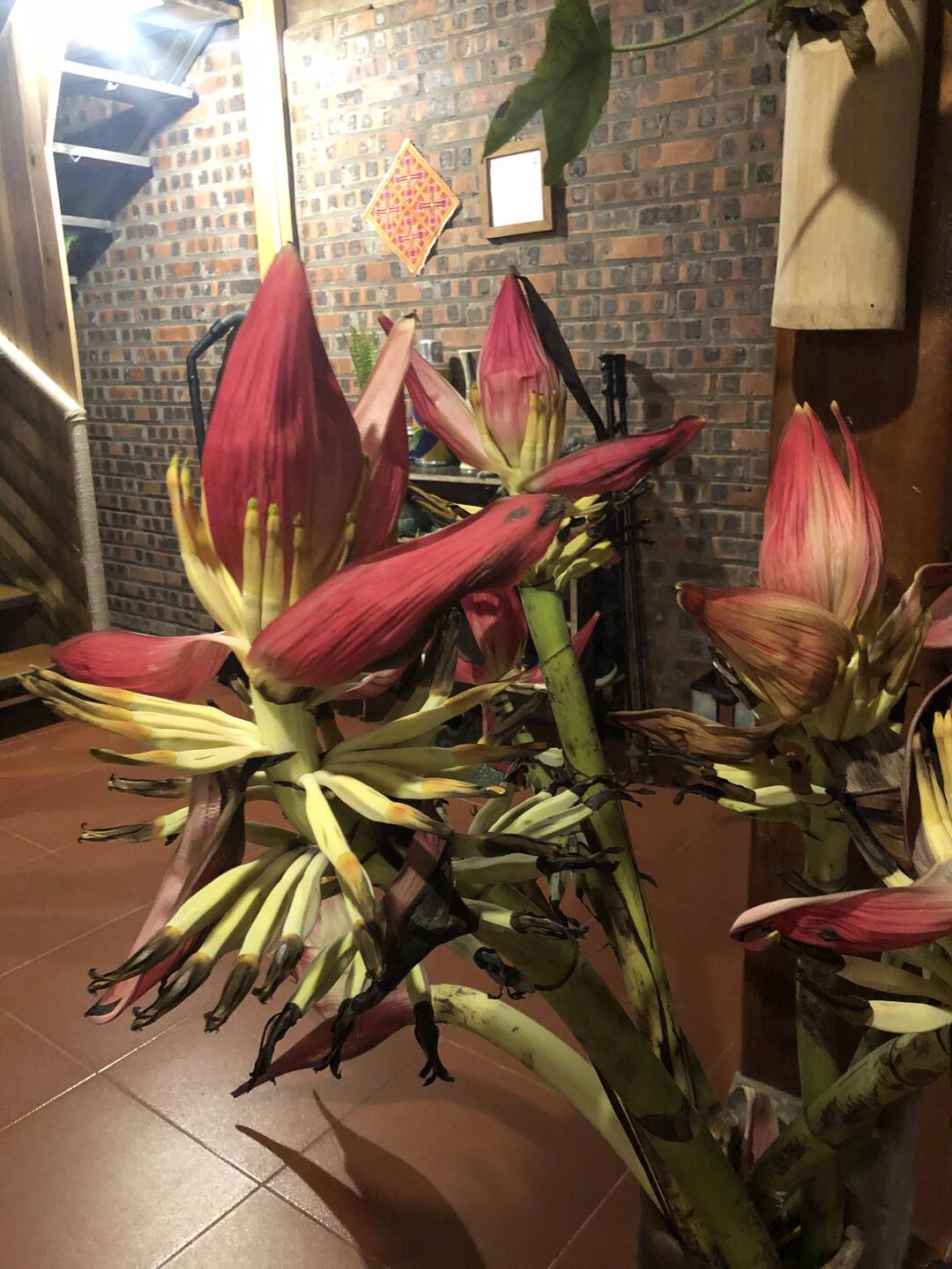 fleurs de bananiers sauvages