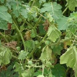 Solanum viarum morelle des chemins