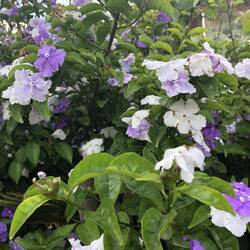 jasmin japonais, hier aujourd’hui demain