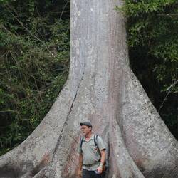 Ceiba Baum. Ist in Guatemala heilig und darf nicht gefällt werden.