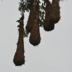 Nester des Webervogels. Das Männchen baut sie. Bei Nichtgefallen wird es oben abgebissen