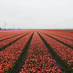 Erste Tulpenfelder