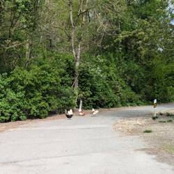 Achtung, Hühner auf der Strecke