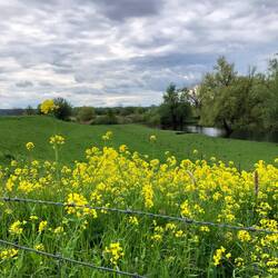 An der Waal entlang beginnt das Naturschutzgebiet Ooijpolder