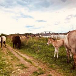 Konikpferde stehen einfach so im Gelände herum...