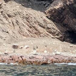 Zoom in for the cute pinguins