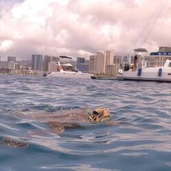 As does a turtle...