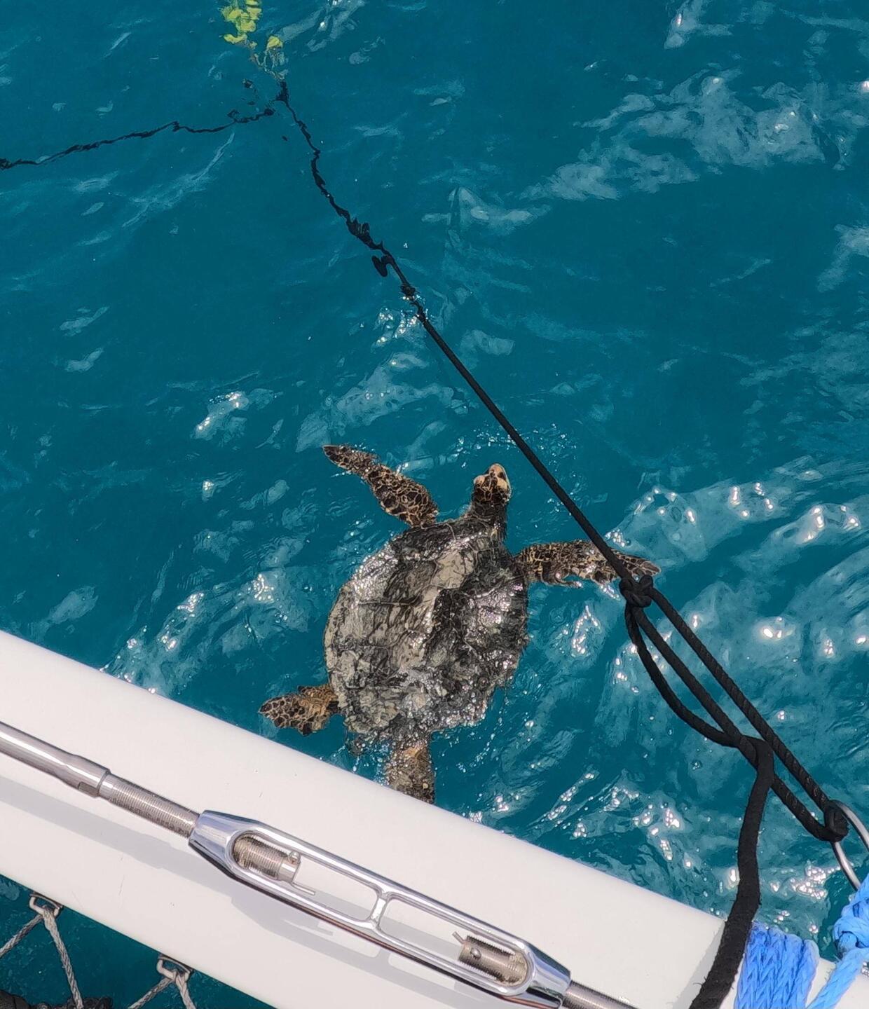 The turtles swam right up to us even before we got in the water.
