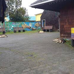 Schlafende Hunde soll man nicht wecken