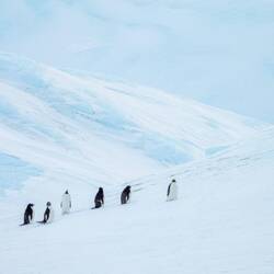 Adelie Penguins on the ice — Weddell Sea, Antarctica.