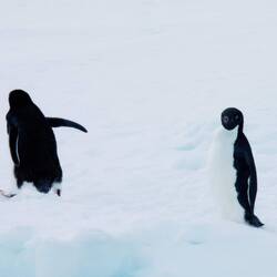 Adelie penguins on the ice — Weddell Sea, Antarctica.