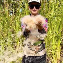 Exploding reeds