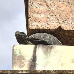 Tortoises holding up the needle column