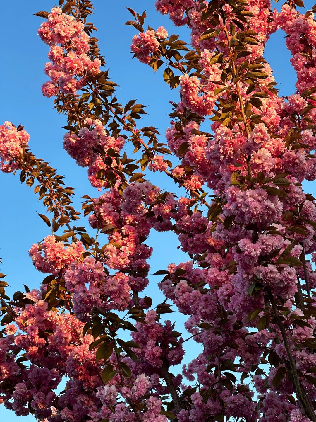 Blossoms 🌸