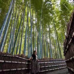 Arashiyama Bamboo Forest