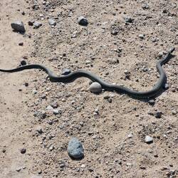 Diese Ringelnatter habe ich fast überfahren!